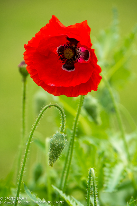 20200403-DSC02550