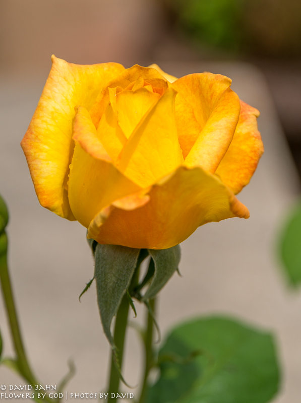 20200403-DSC02616