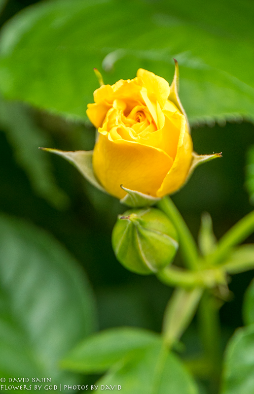 20200403-DSC02617