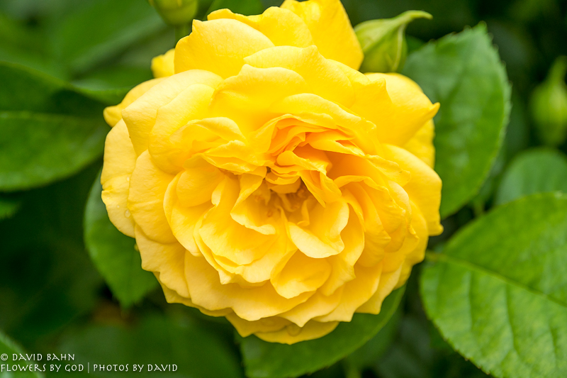 20200403-DSC02623