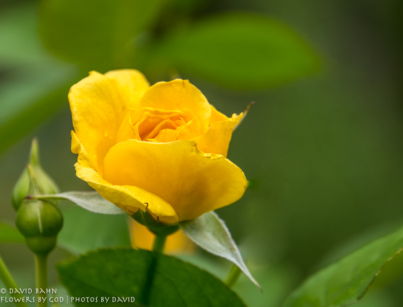 20200403-DSC02626-Edit