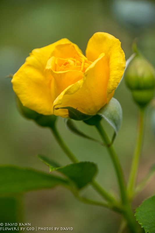 20200403-DSC02635