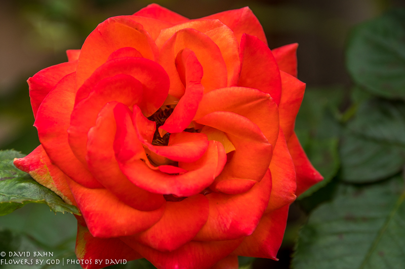 20200403-DSC02641