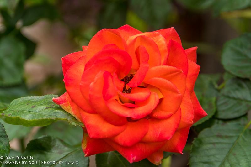 20200403-DSC02644