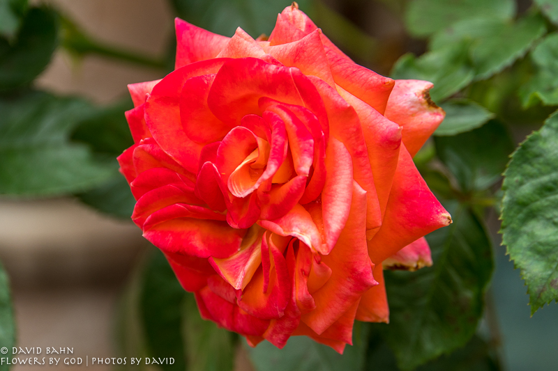 20200403-DSC02647