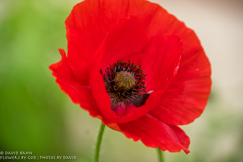 20200403-DSC02668