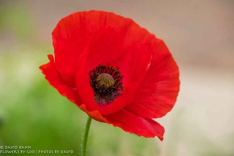 20200403-DSC02671-Edit