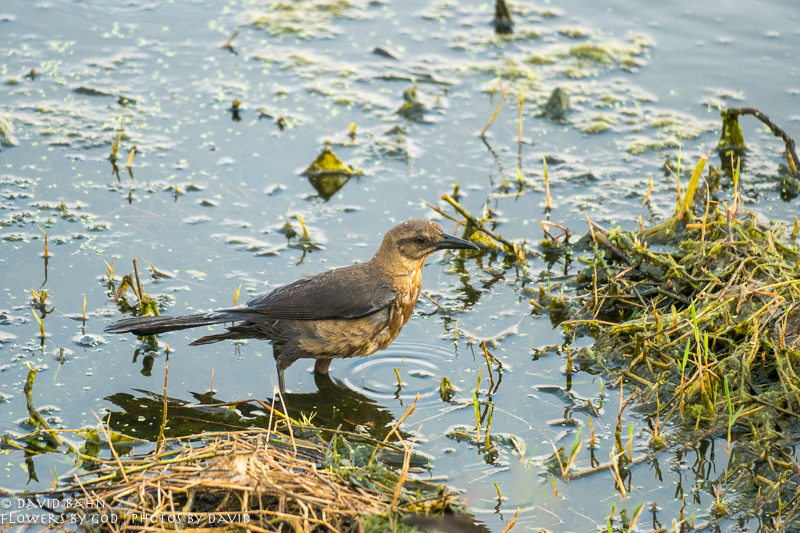 20200522-DSC03147-Edit