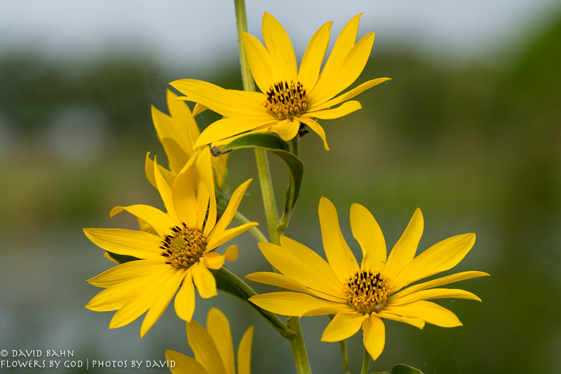 20200522-DSC03394-Edit