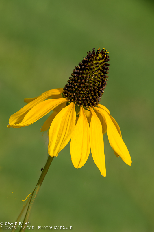 20200522-DSC03425-Edit-2