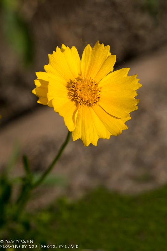 20200522-DSC03429-Edit