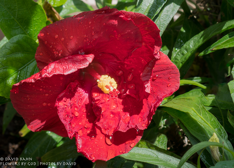 20200525-DSC03468-Edit