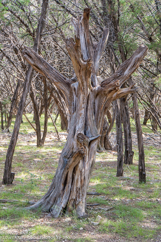 20200625-DSC03780-HDR