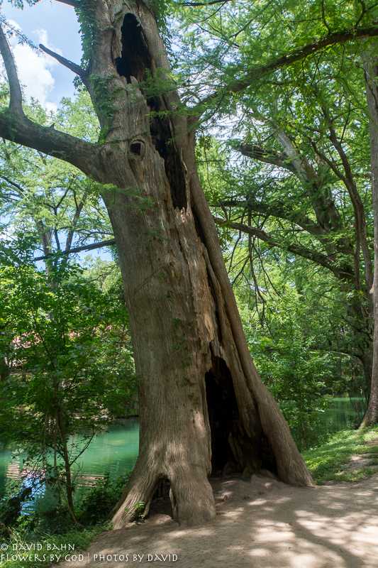 20200625-DSC03824-HDR-Edit