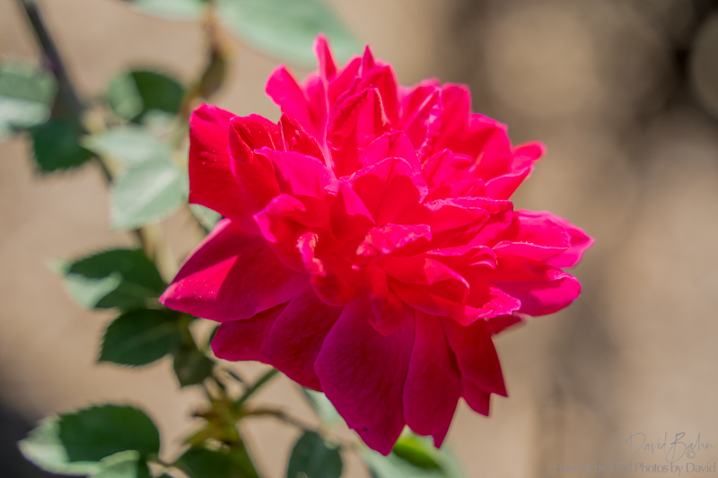 <em>Rose #5</em> | Mercer Botanical Garden | March 2023