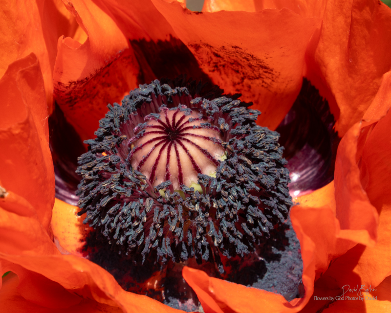<em>Poppy Seeds</em> | Breckenridge, CO | June 2025